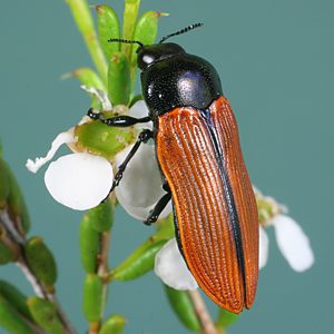 Castiarina rufipennis, PL0305, male, on Hysterobaeckea behrii, EP, 13.1 × 4.8 mm